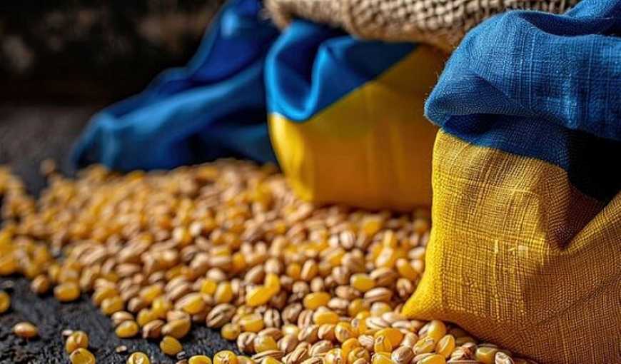 Експерти очікують росту врожаю кукурудзи в Україні