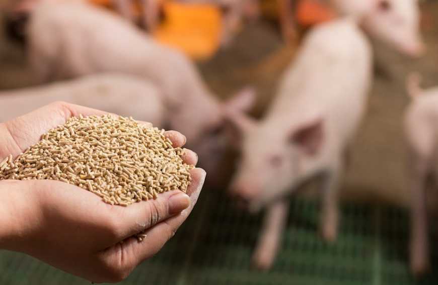 На Хмельниччині побудують комбікормовий завод