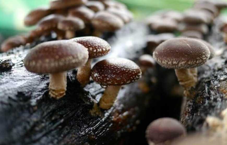 На Закарпатті вирощуватимуть гриби шиїтаке