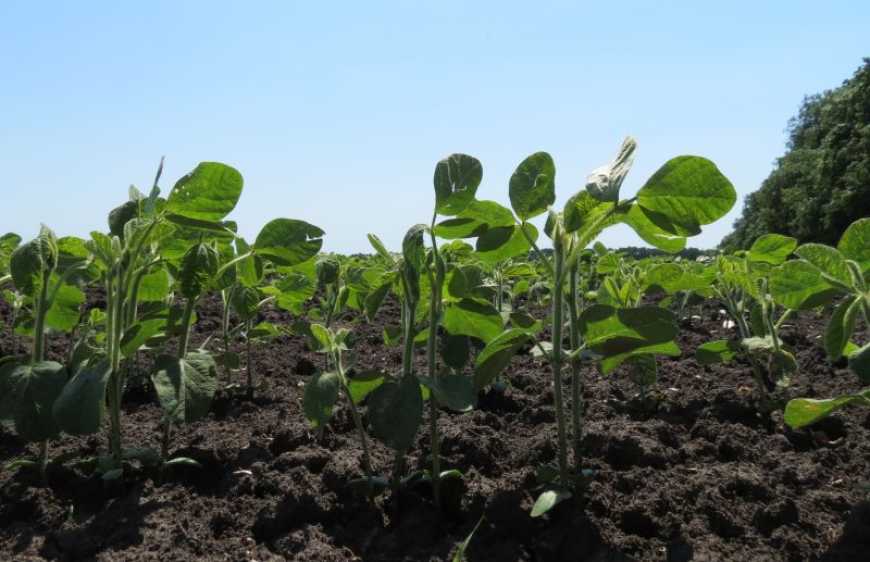 Важливість правильного вибору обладнання для обробки сої