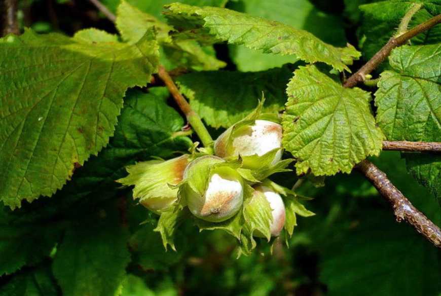 Перевірені сорти фундуку для вирощування в Україні