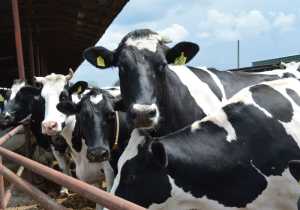 Конкуренція, експорт і детінізація: як змінюється молочний ринок України