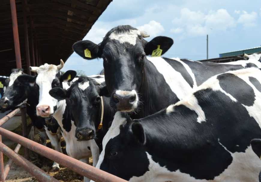 Конкуренція, експорт і детінізація: як змінюється молочний ринок України