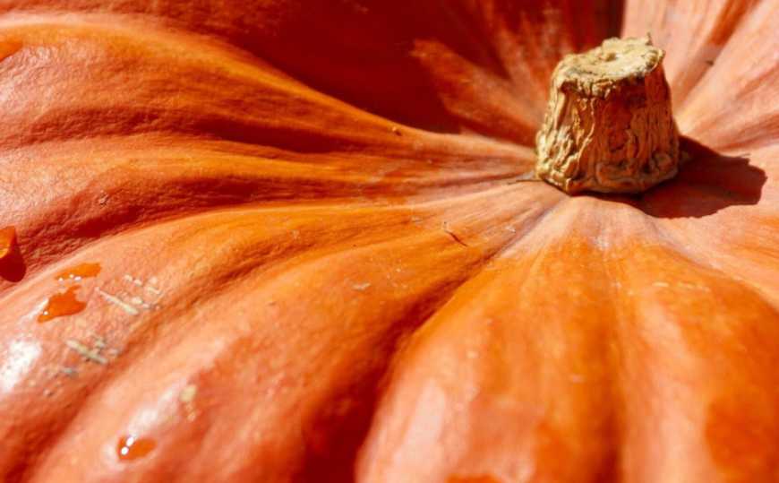 Найбільший гарбуз України продадуть з аукціону на підтримку ЗСУ