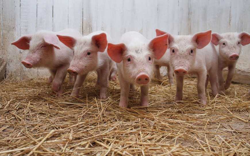 Вплив кнурів-плідників зарубіжного походження на якість свинини