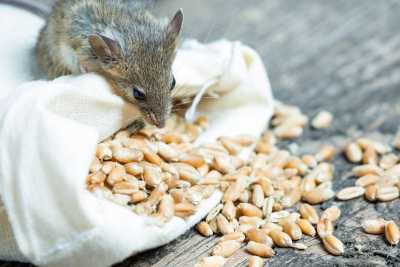Розкрадання запасів, махінації і мільйонні збитки: у Мінекономіки озвучили результати ревізії Держрезерву