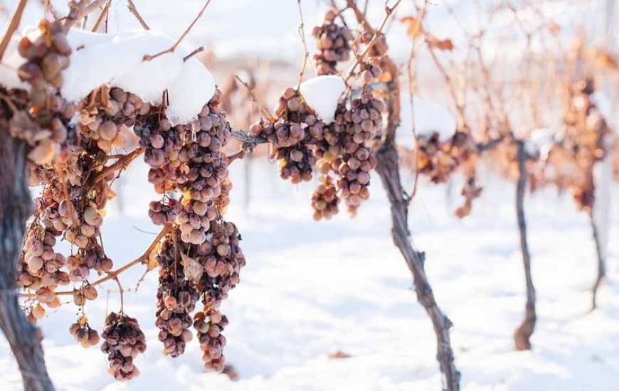 Майбутній врожай винограду на Одещині під загрозою