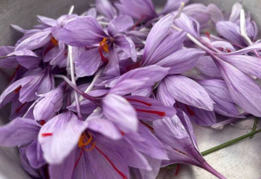 Переселенець із Каховки вирощує шафран на Черкащині