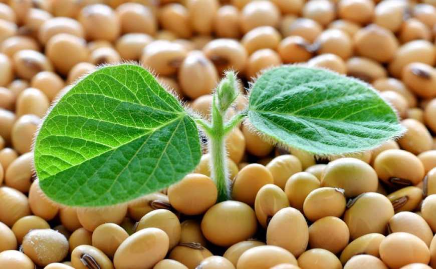 Аналітики USDA знизили прогноз врожаю сої в Україні