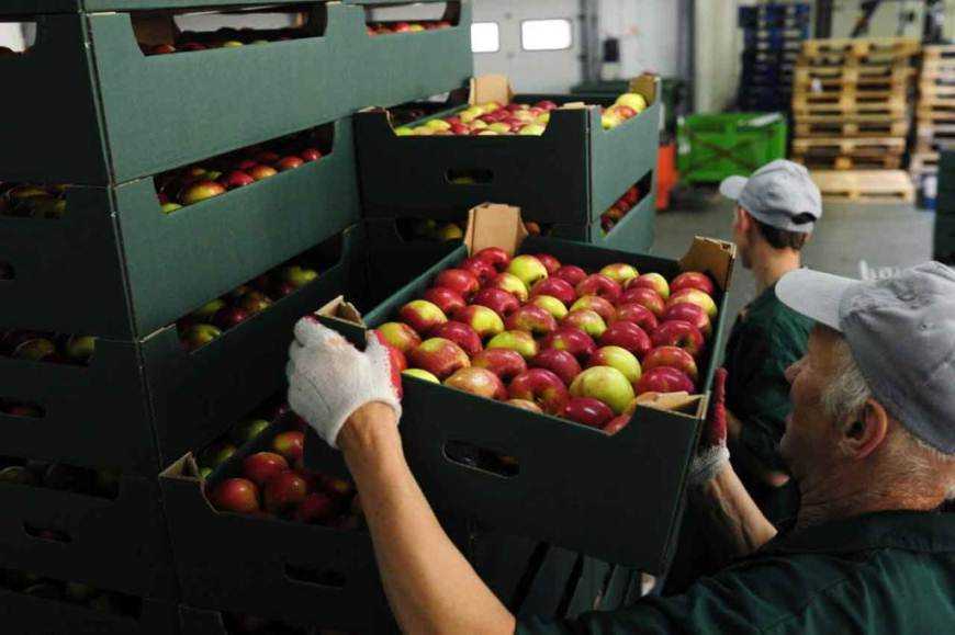 Кабмін дозволив оптову торгівлю кормами, ЗЗР, насінням та продуктами під час карантину