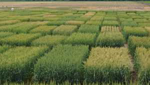 Живлення та захист посівів озимої пшениці