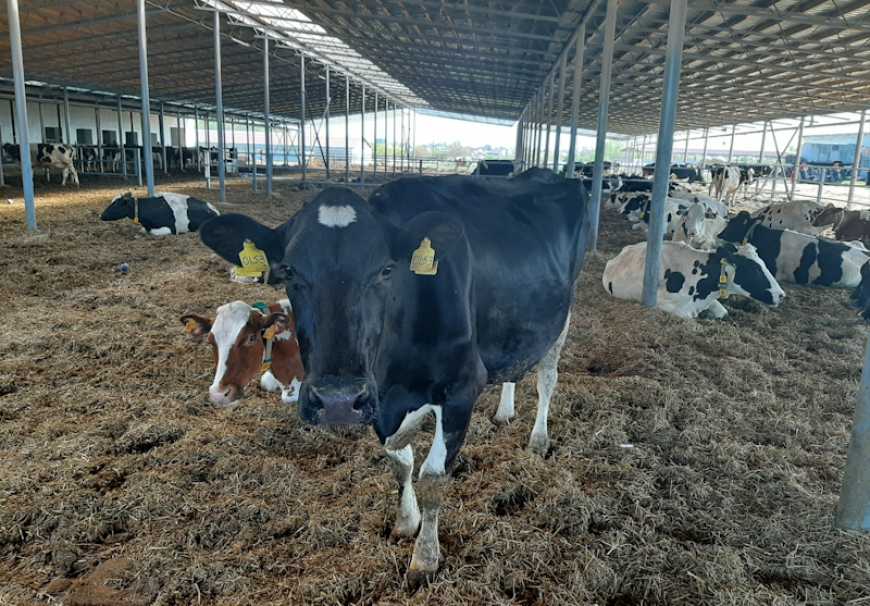 Вплив комфорту на результативність ферми за теплового стресу в корів