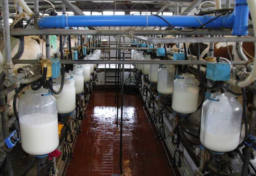 Молочарство стає на бізнес-рейки