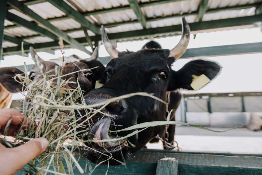 Вплив годівлі на стан здоров’я та продуктивності молочного стада