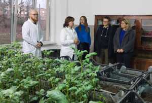 Нідерланди фінансово сприятимуть виробникам картоплі з України