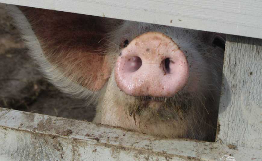 На Кіровоградщині зареєстровано спалах АЧС