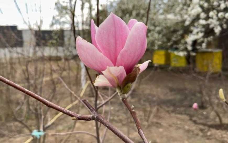 На Волині пенсіонер створив унікальний сад із сотень магнолій