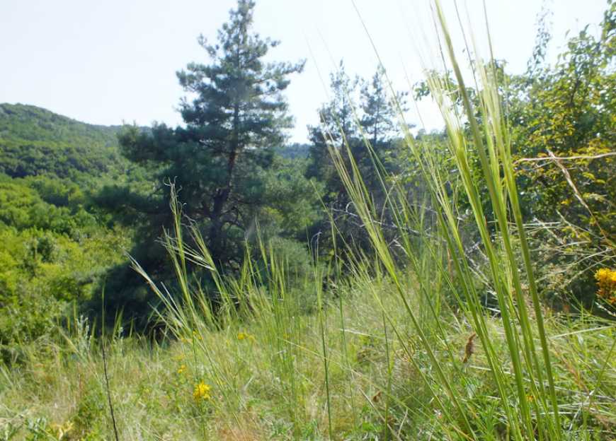 На Канівщині екологи знайшли чималу територію, де росте унікальна червонокнижна трава