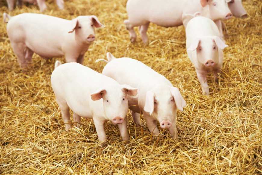 Зимове утримання свиней на глибокій підстилці з бактеріями