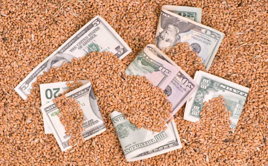 Ринок пшениці: ціни різко виросли після оприлюднення жовтневого звіту USDA
