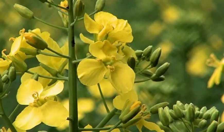 Врожай ріпаку у світі буде вищим за попередні роки – AAFC