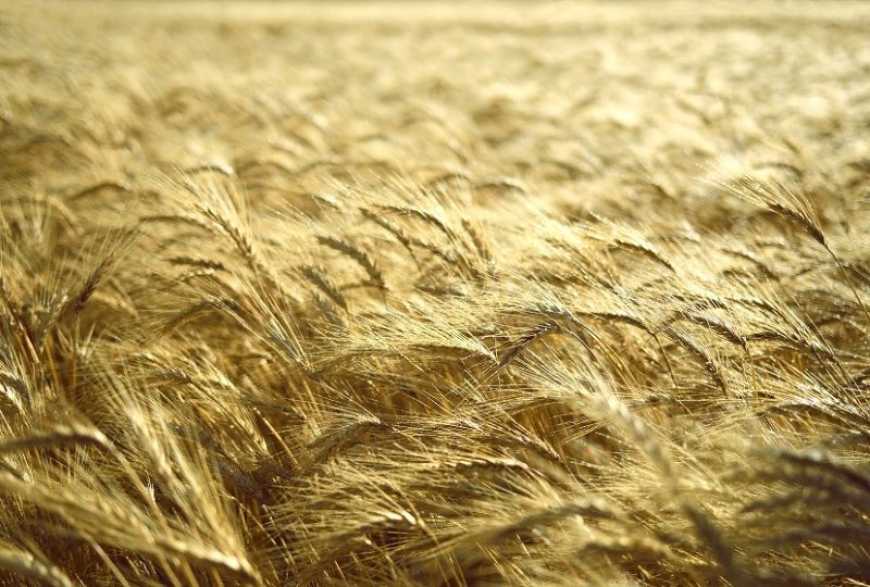 Українські аграрії отримують новий рівень захисту зернових колосових культур із гербіцидом Пріма® Інтенс від Corteva Agriscience