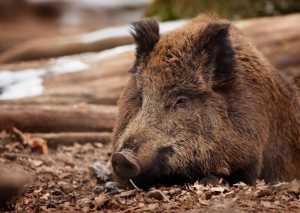АЧС: на Тернопільщині зафіксовано ще один спалах