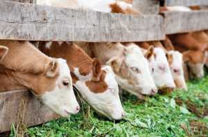 Кормовиробництво: Свіжа трава для корів