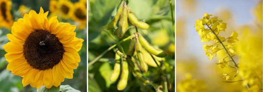 Ринок олійних культур: USDA прогнозує різке зростання світового виробництва у 2026/27 МР