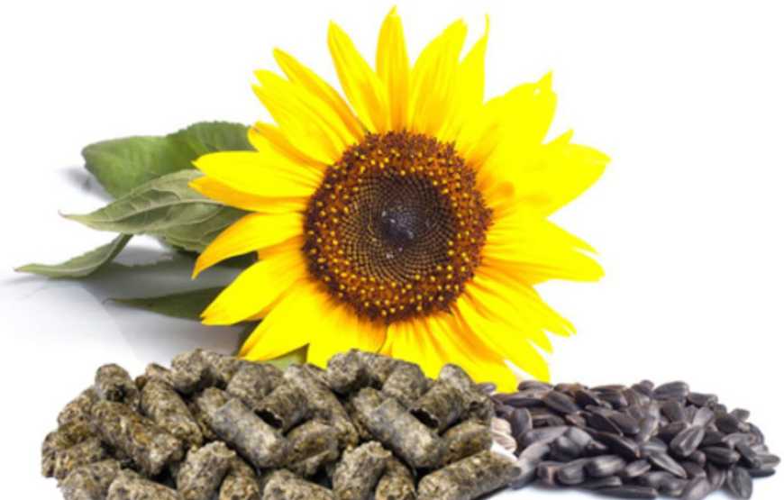 З початку сезону в українських портах дорожчає соняшниковий шрот