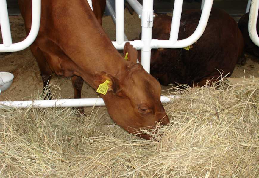 Годівля корів у різні періоди