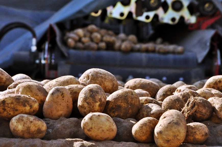 Врожай картоплі в Україні знизився на 10%