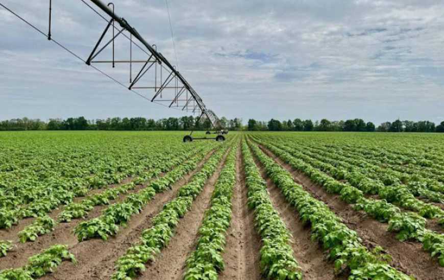 Осушувальні канали на Житомирщині переобладнали під зрошення картоплі