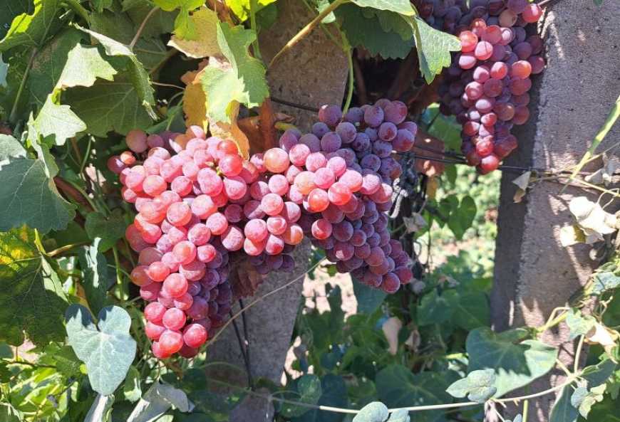 На Одещині родинна виноробня нарощує виробничі потужності