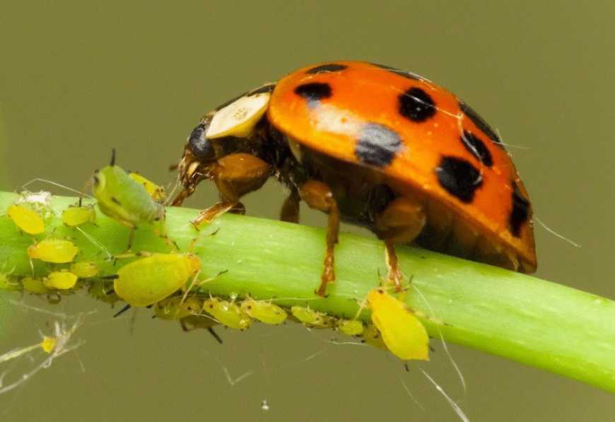 Тепличне господарство: війна зробила нерентабельним вирощування в Україні корисних комах