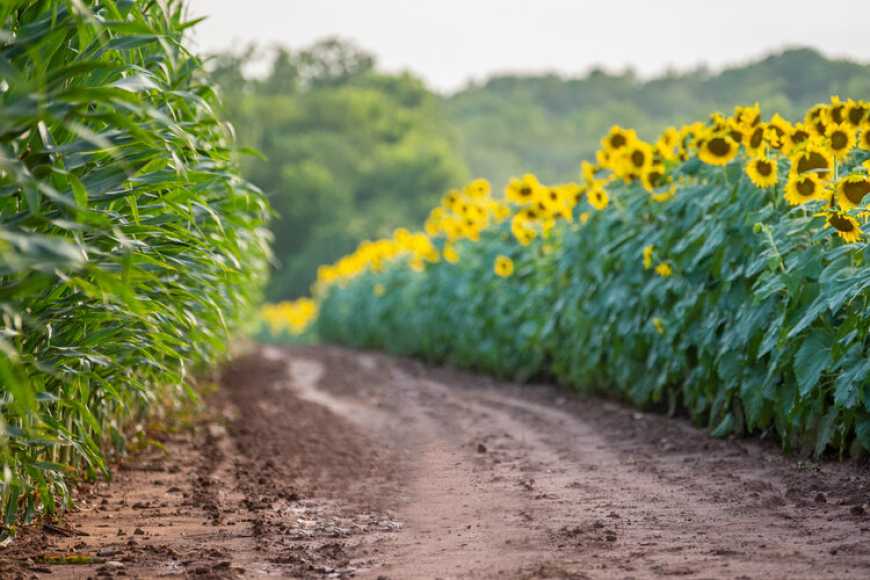 Новинки гібридів компанії ВНІС