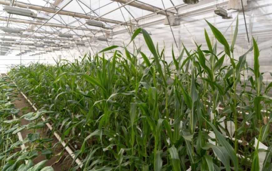 На Миколаївщині фермер вирощує у теплиці цукрову кукурудзу та огірки