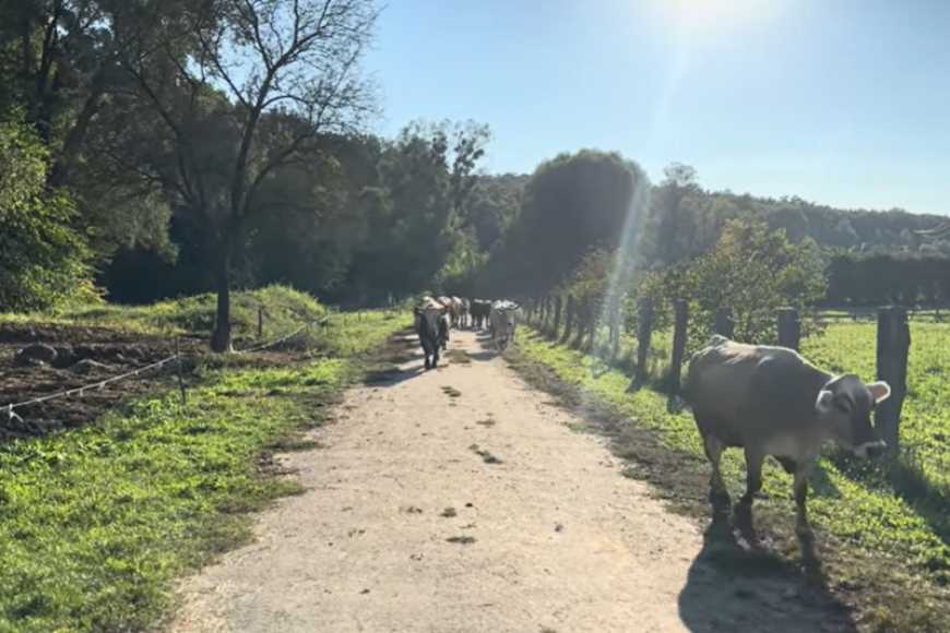 На Чернігівщині фермер займається збереженням зникаючих українських порід корів