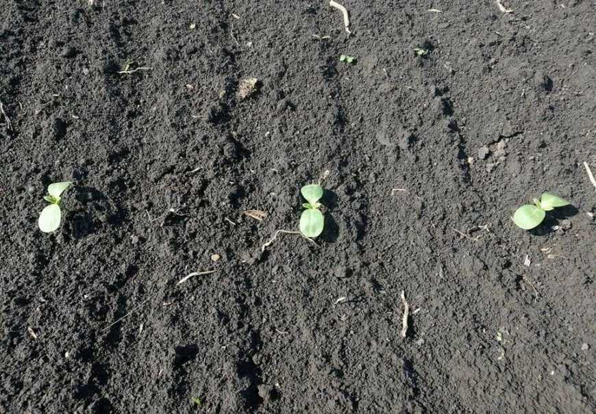 «Зелене світло» для закладання високої врожайності соняшника