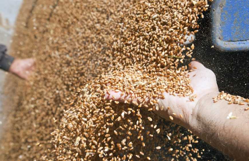 Жнива-2023: в Україні намолотили 41,7 млн тонн зернових та олійних культур