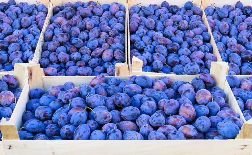 Українська слива цьогоріч на 10-20% дорожча за польську
