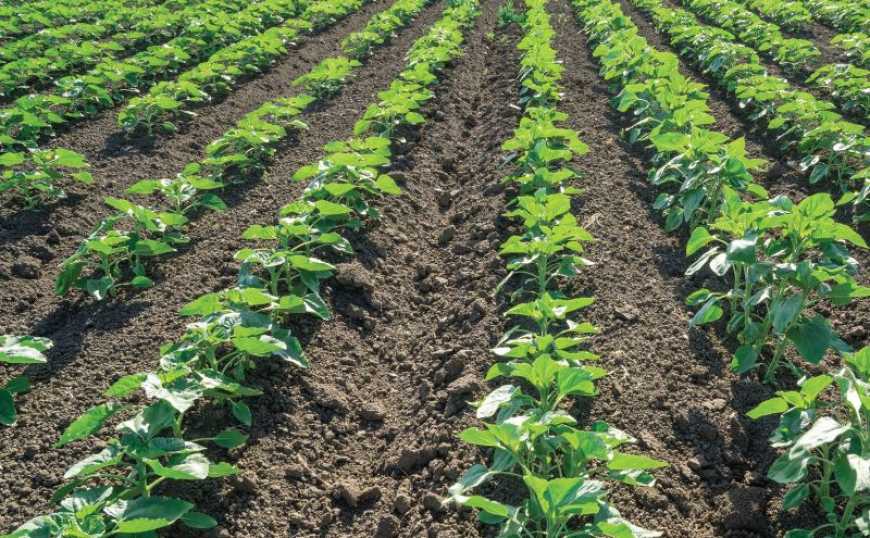 &laquo;Зелене світло&raquo; для старту пізніх ярих культур