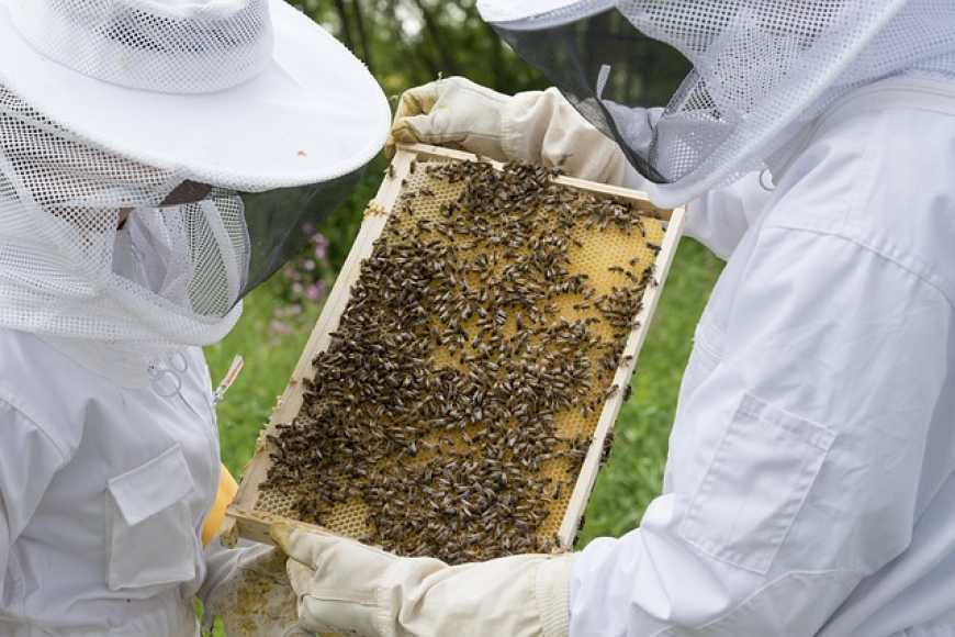 &quot;У випадку отруєння бджіл всі необхідні дослідження будуть проводитися за рахунок Держпродспоживслужби&quot;, - Лапа