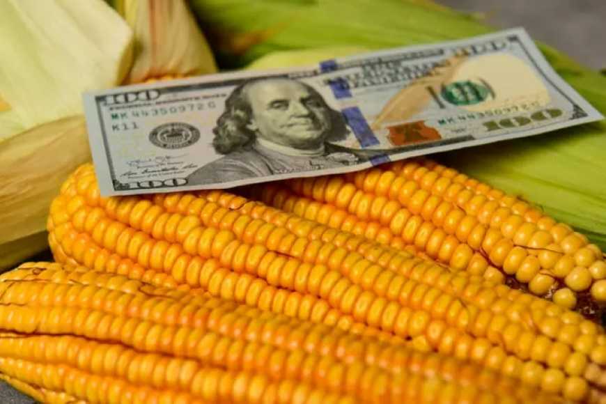 Ринок кукурудзи: в Україні продовжують зростати ціни