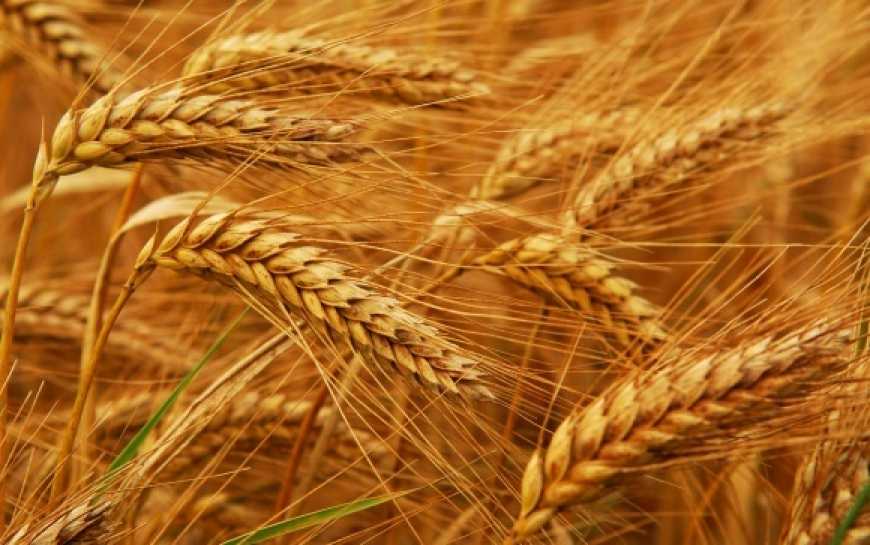 Стало відомо, коли запровадять новий стандарт для пшениці