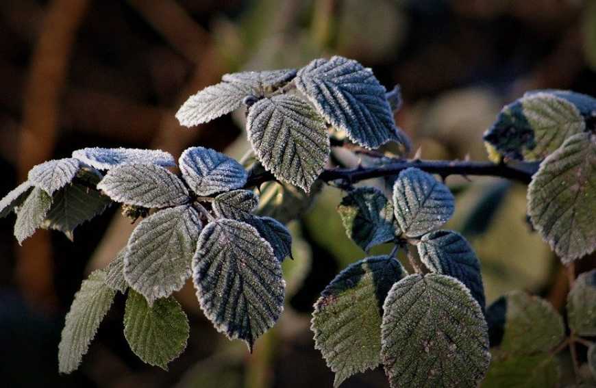 Травневі заморозки: які наслідки для насаджень лохини та малини в Україні