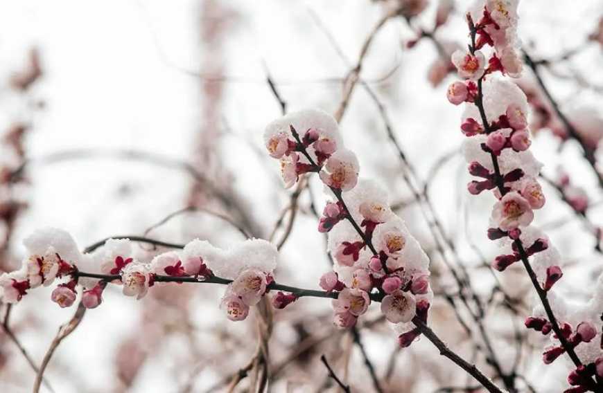 Прогноз погоди: в Україні очікується мокрий сніг з нічними заморозками