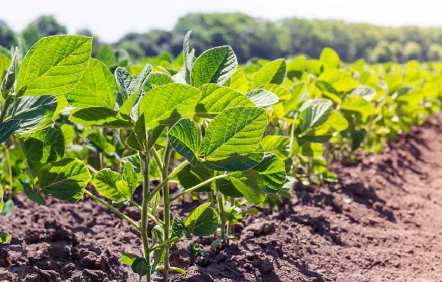 Трейдинговий підрозділ alfa smart agro підтвердив сертифікацію ISCC