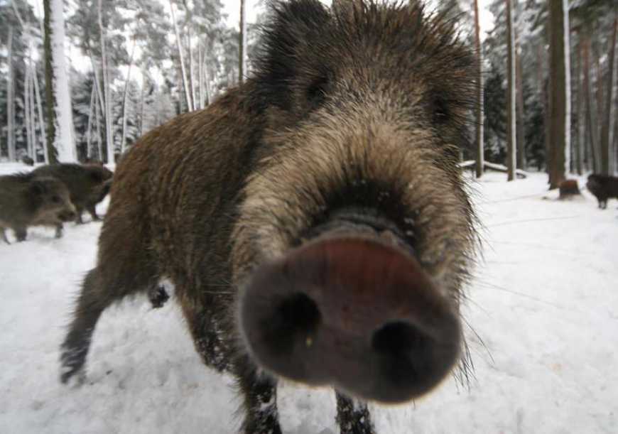 Знов зареєстрували спалахи АЧС в Закарпатській та Рівненській областях