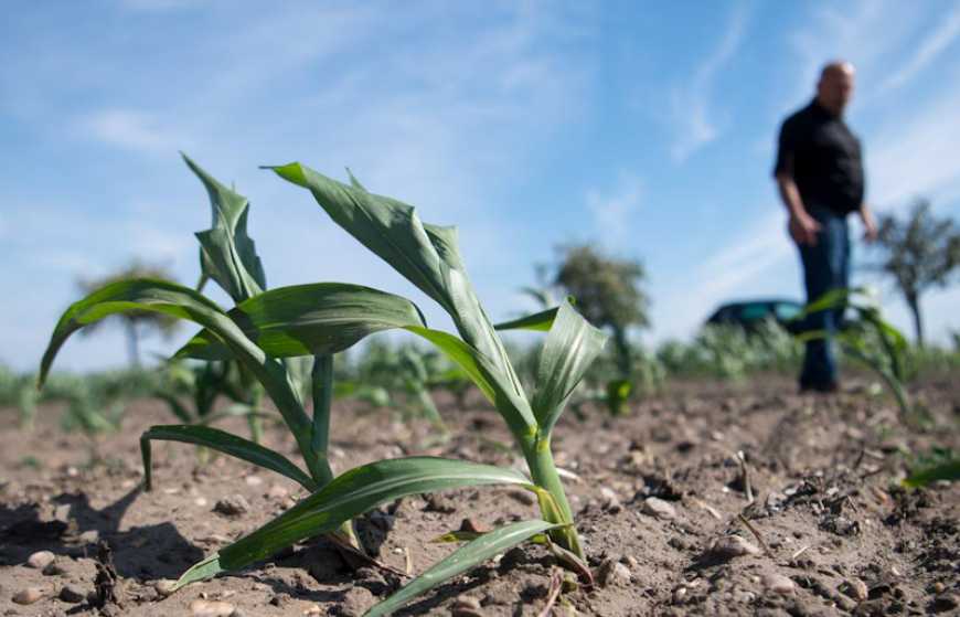 39% українських агрокомпаній відчувають дефіцит кадрів